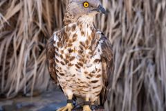 Falcon at Desert Camp